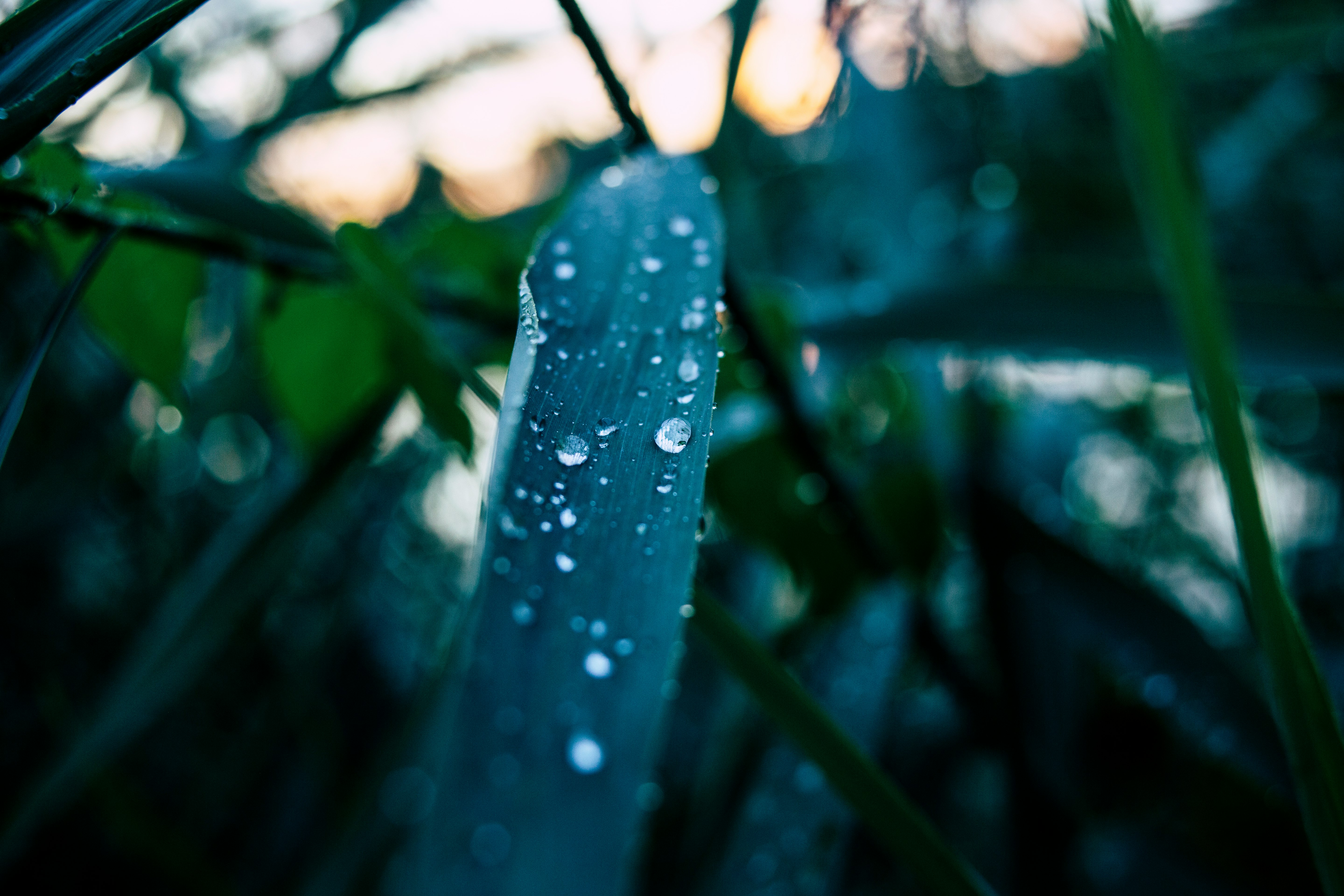 selective focus photo water droplets